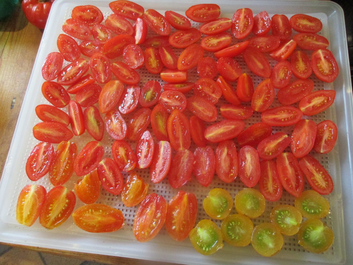 Afternoon of prepping #tomatoes for dehydrating ahead. Tedious, but so worth doing. They lend an uplifting burst of summer sunshine scattered on a plate of winter salad leaves. Then I remember just why I go to the trouble. Nothing imported out of season can ever possibly compare!