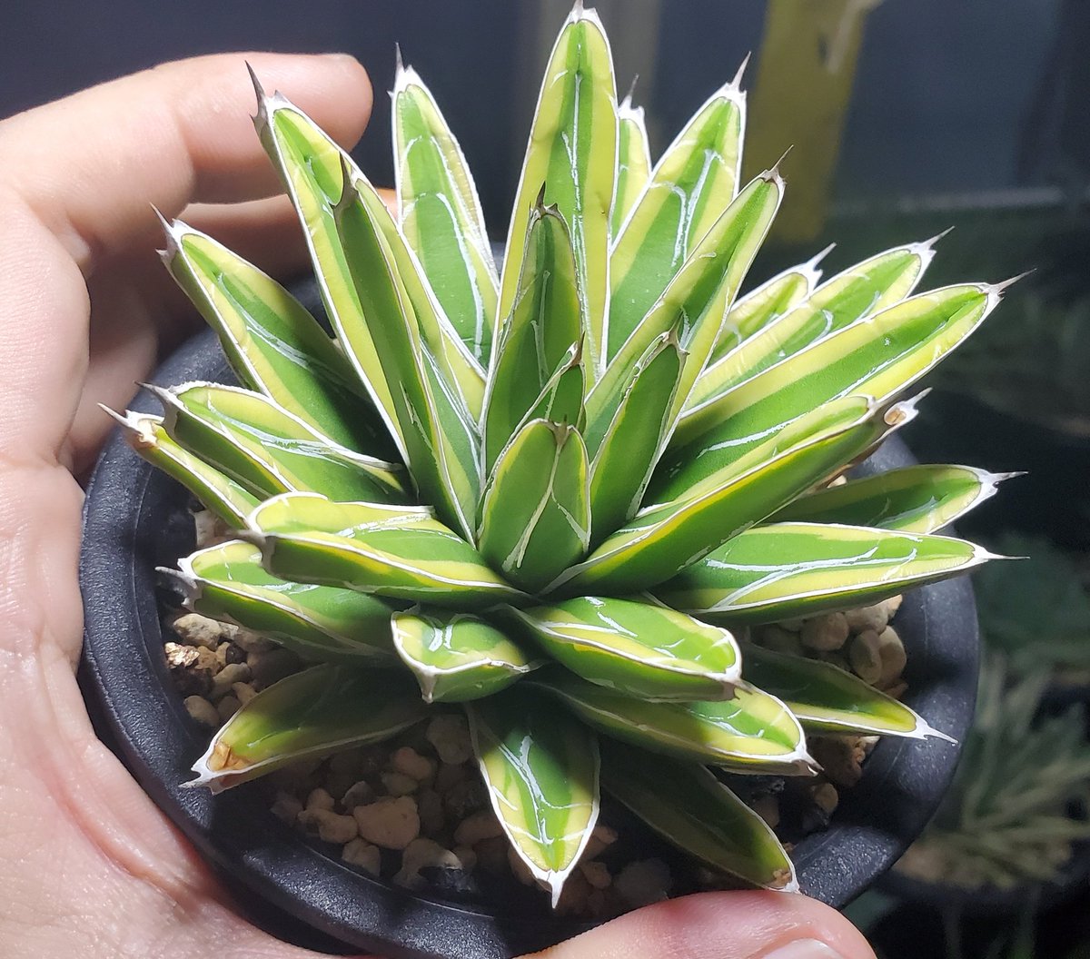 Rouka Plants アガベ 姫笹の雪錦 黄覆輪 姫のサイズ感にこの黄覆輪斑は可愛いったらないっす