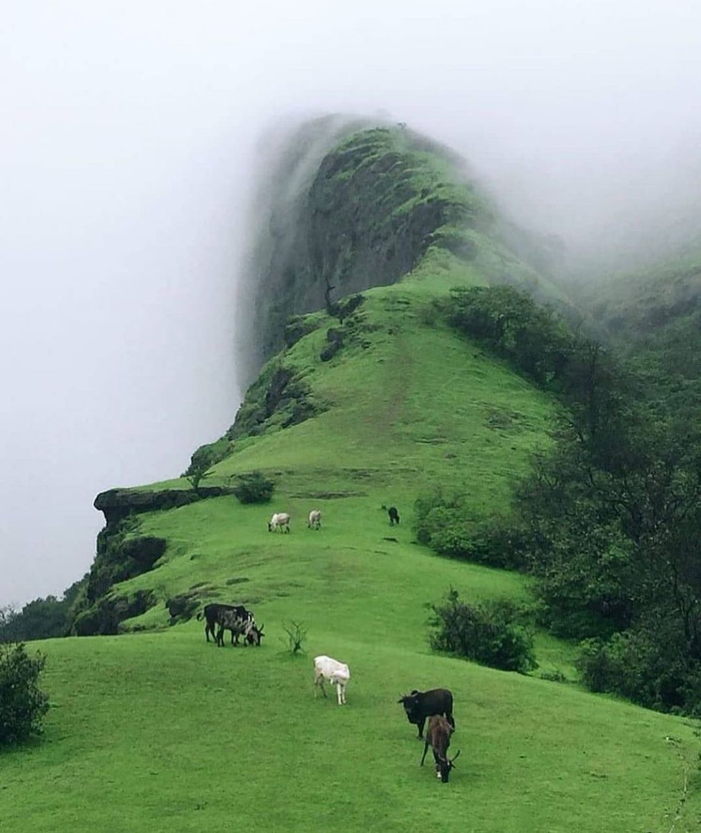 DoctorAjayita's tweet image. Cows enjoying a peaceful moment at the Duke&apos;s Nose in Lonavala, Maharashtra.
