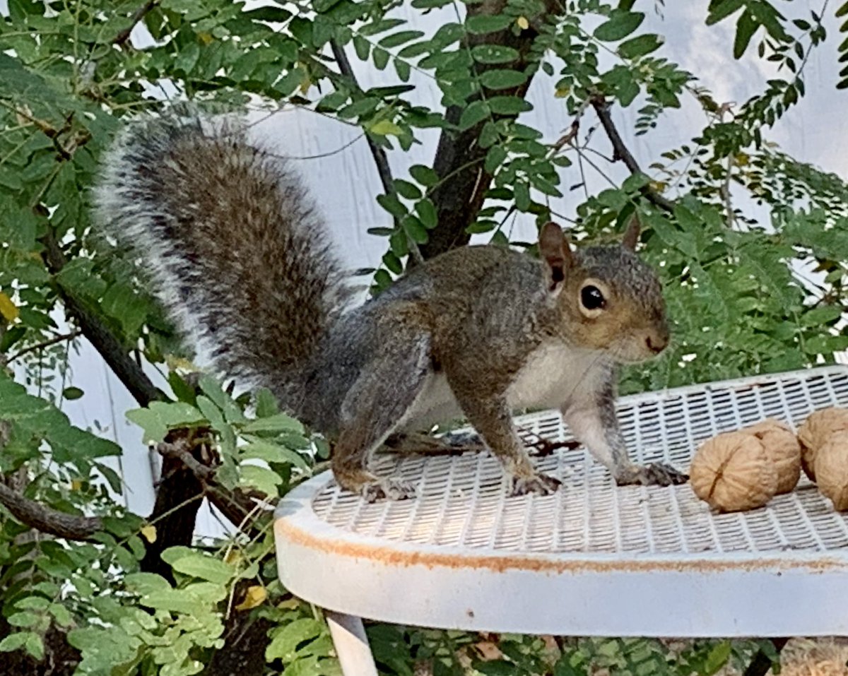 Replace Abbott with this squirrel #FixTexasIn5Words