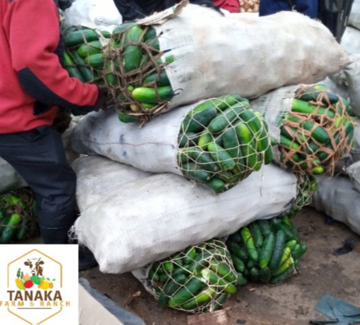Cucumber season

If you are planning to grow local cucumber to sell at Mbare Musika Zimbabwe's largest open vegetable market take note of how the packaging is done.

I remember last year a sack would fetch $12usd 
Easy, low cost crop, use variety Stonewall from Seedco
#farming