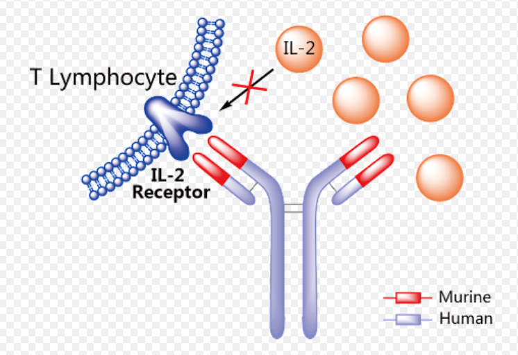 1poqd's tweet photo. Basiliximab is an immunosuppressant medication used as induction therapy after kidney transplant to prevent acute rejection (among other uses). One dose prior to surgery, a second dose 4 days later. Mechanism is antagonism at IL-2 receptor on T-lymphocytes by binding CD25 region. https://t.co/uBMAAPQckR