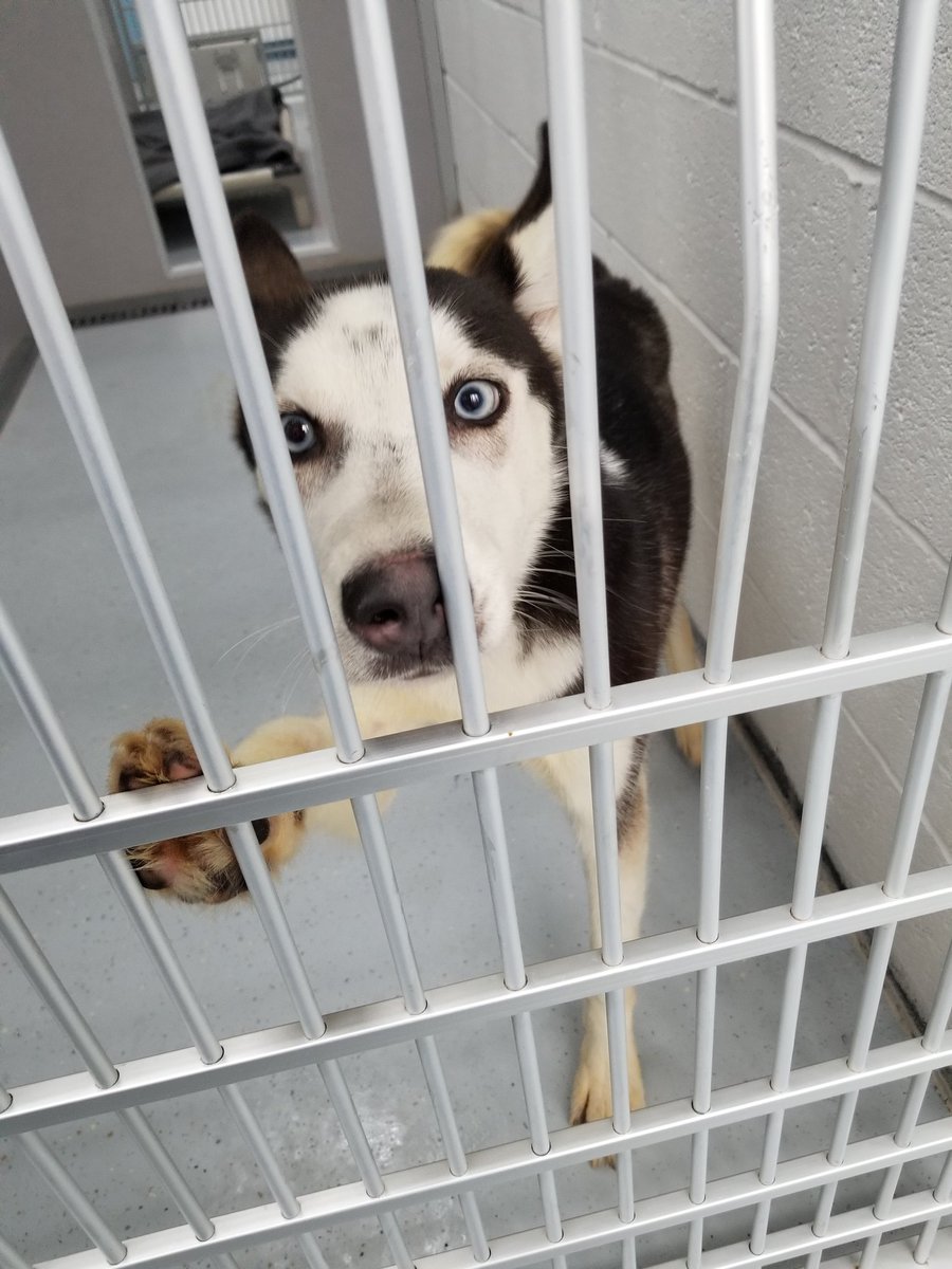 kc_thevoid's tweet photo. @HouseBreakfast_ missing the stream bc work but pls have some assorted work friends as pet tax https://t.co/PRGMUwAU56