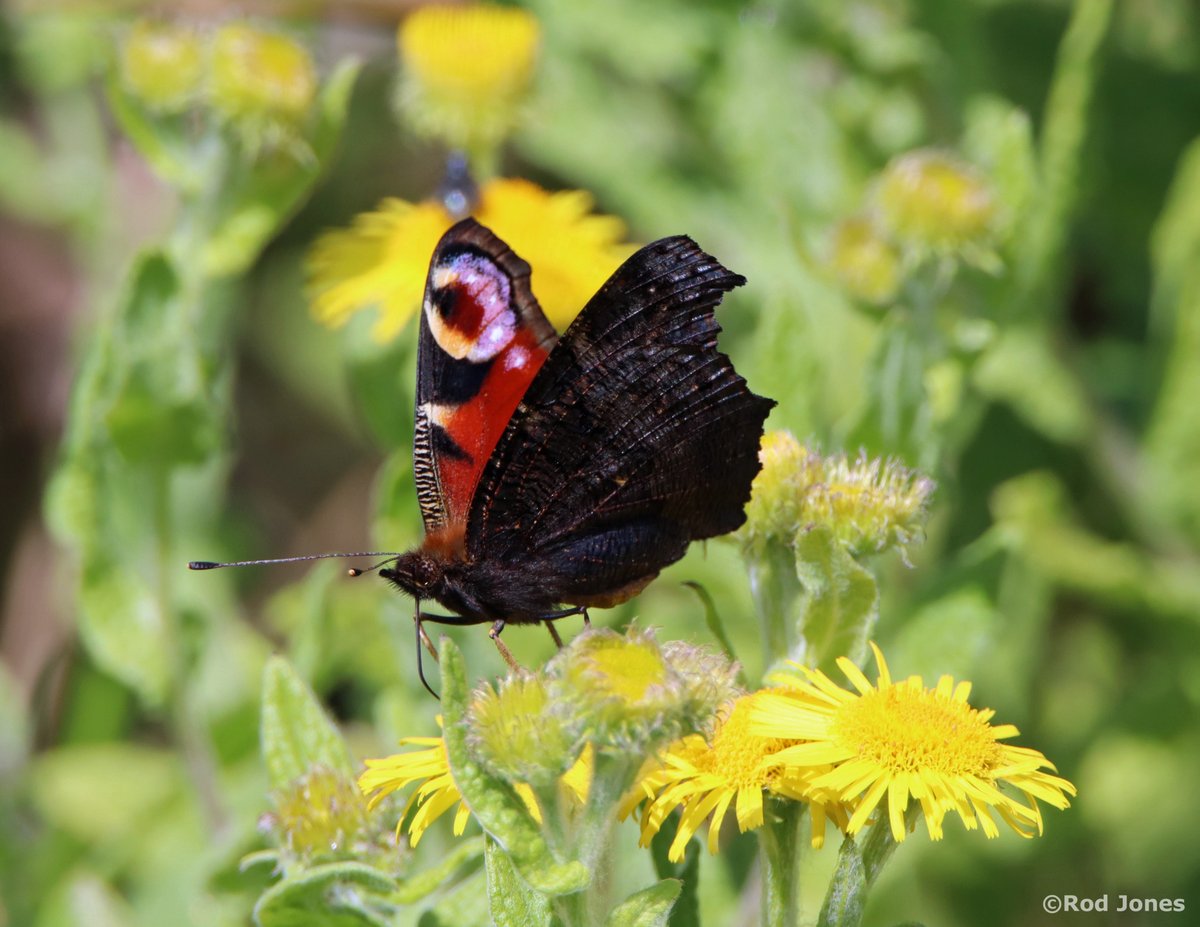 Peacock butterfly drinking from a common fleabane flower at Stocksmoor Common. #ThePhotoHour #TwitterNatureCommunity #wildlife #nature #Butterflies https://t.co/4VVaX3p6TV