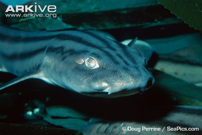mcmsharksxx's tweet photo. Contrary to their common name, pyjama #sharks (Poroderma africanum) do not stay in their pj's... but #TFUI agrees this would be super cute. They DO have unmistakable stripes running down the length of their bodies, though! More with @finsunited: https://t.co/wSfl56X4J5 https://t.co/Ly1d1OqGik