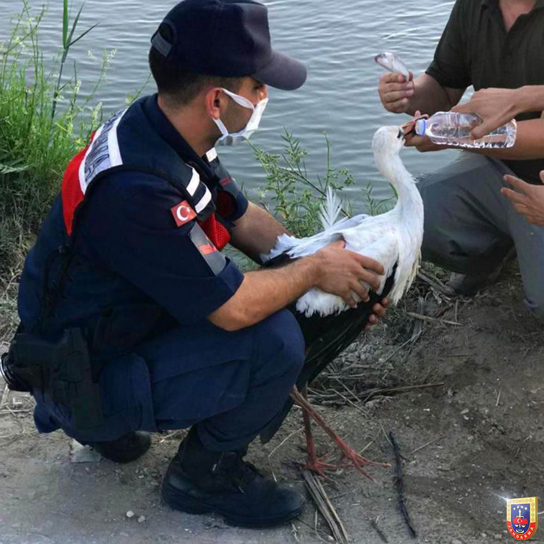 jandarma's tweet photo. Onlar Bize Emanet ♥️

Jandarma Genel Komutanlığı olarak, devriye esnasında yaralı halde bulduğumuz doğadaki dostlarımızı koruma altına alarak tedavileri için ilgili birimlere teslim ettik.
📍Adana
📍Tokat
📍Mardin
📍Kahramanmaraş
#Jandarma
#JandarmaSosyalMedya
#Devriye https://t.co/CNjP1p5bK8