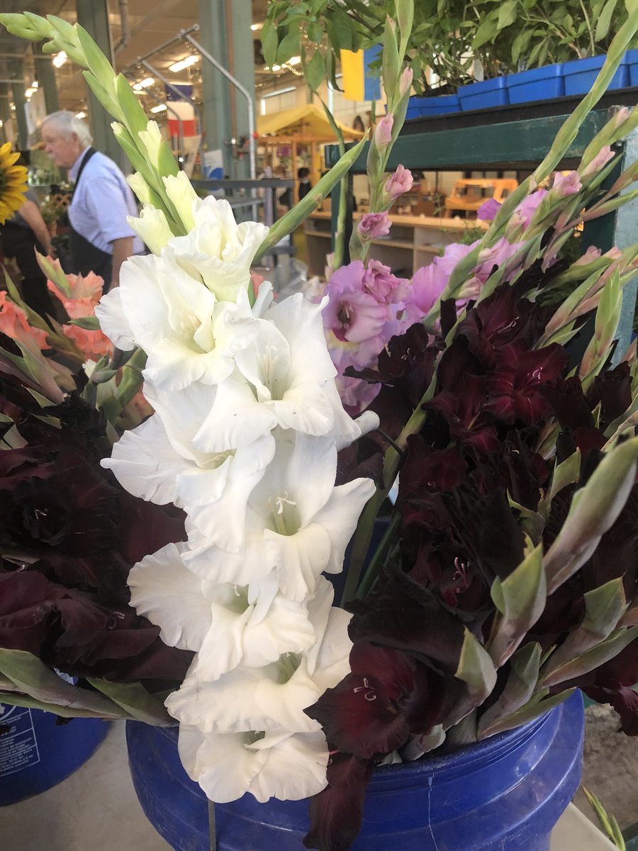 Maplewood Acres tweet media