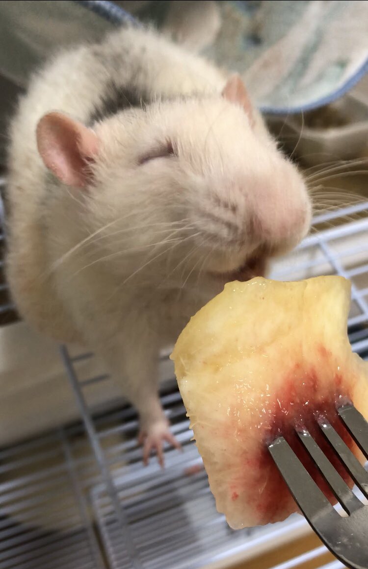 pantsupan's tweet photo. ぼく桃もだいしゅき！！！ https://t.co/vzXAGfwqut