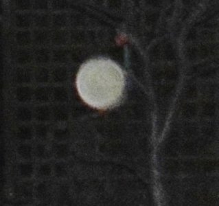 marie_kayali's tweet image. WHITE ORB IN THE GARDEN #ORB #SPHERE #UNKNOWNOBJECT