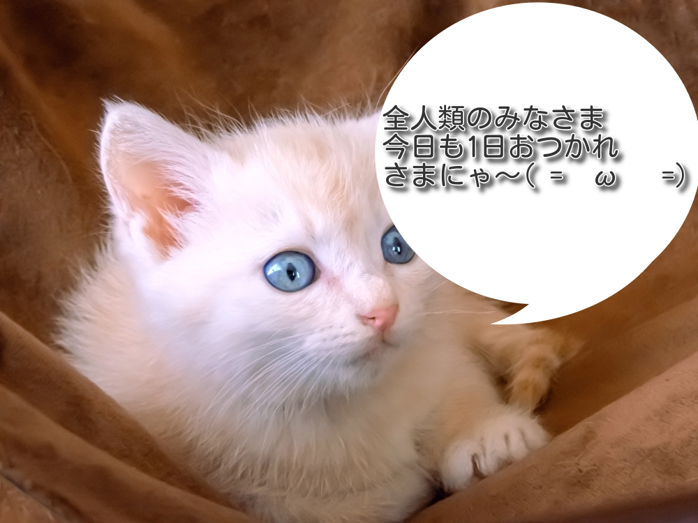 llllegend0620's tweet photo. 全人類のみなさま今日も1日お疲れ様でした!!!
これからお仕事の方,お疲れ様です!!!応援しています!
皆さんが明日も気持ちよく朝を迎えることができますように!!!
今夜のテーマはあの頃の青春をもう一度
GO!GO!7188/まやかしの世界
https://t.co/gTUNAfZAOy
#LEGENDMUSIC https://t.co/GhrUovWwsD