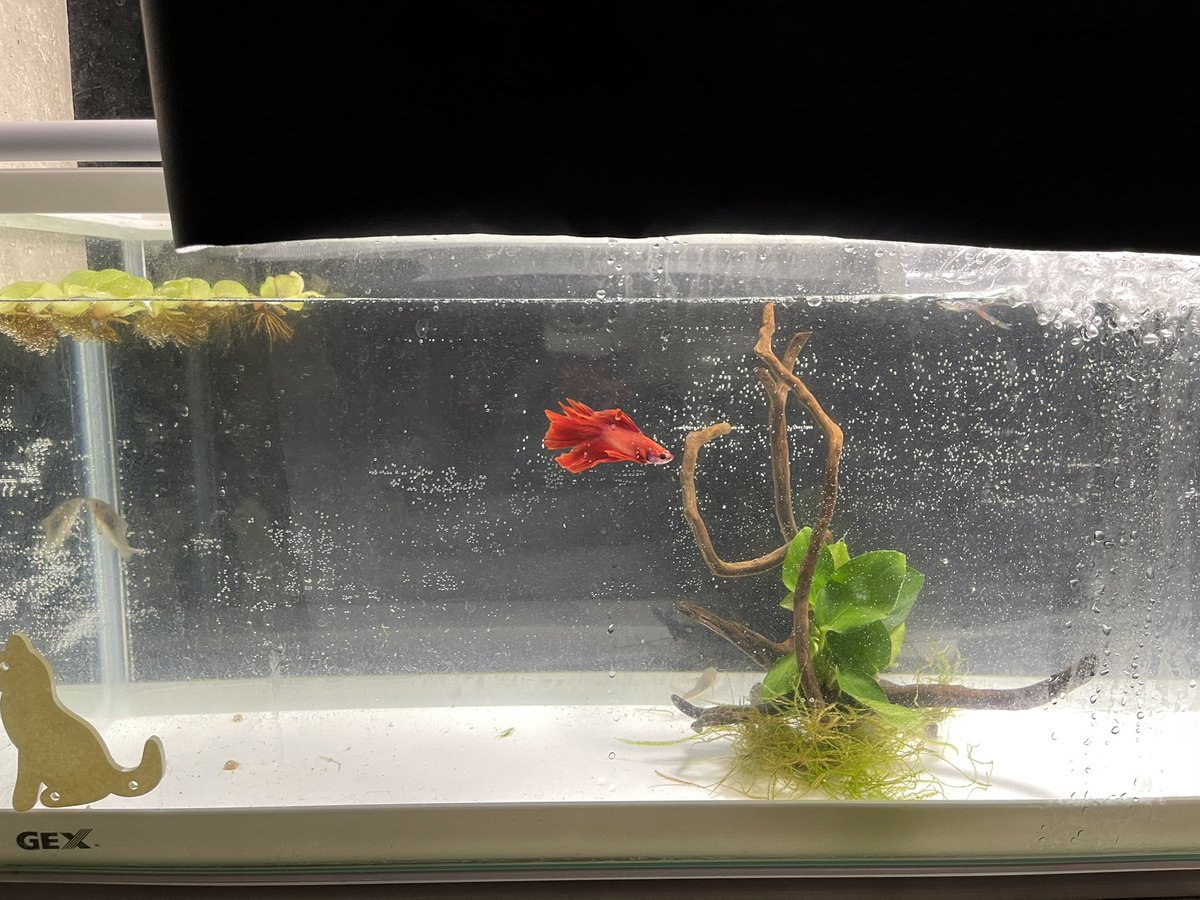 自宅水族館 Twitter Search Twitter