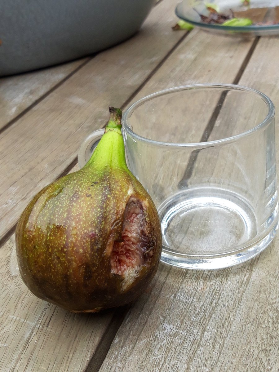 Het is, ondanks weinig zon, een goed #vijgenjaar. Grote vijgen ook, die gewoon uit hun jasje knappen. #ijgenvijgenplukken met <a href="/natalieoverkamp/">Natalie Overkamp</a> in  <a href="/GemeenteErmelo/">Gemeente Ermelo</a> <a href="/Ermelobuitenlev/">VVV Ermelo Buitenleven</a>