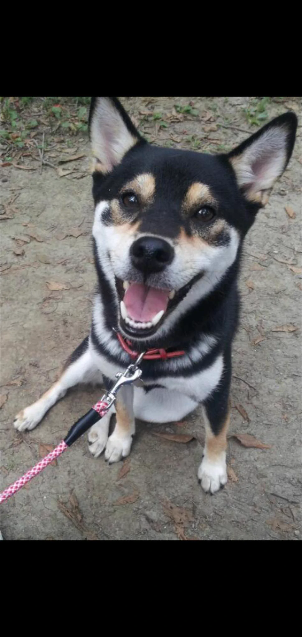 @DoraSakio もちろん、柴犬💖 それも、黒柴最強ですね🤭  #柴犬 #黒柴 
