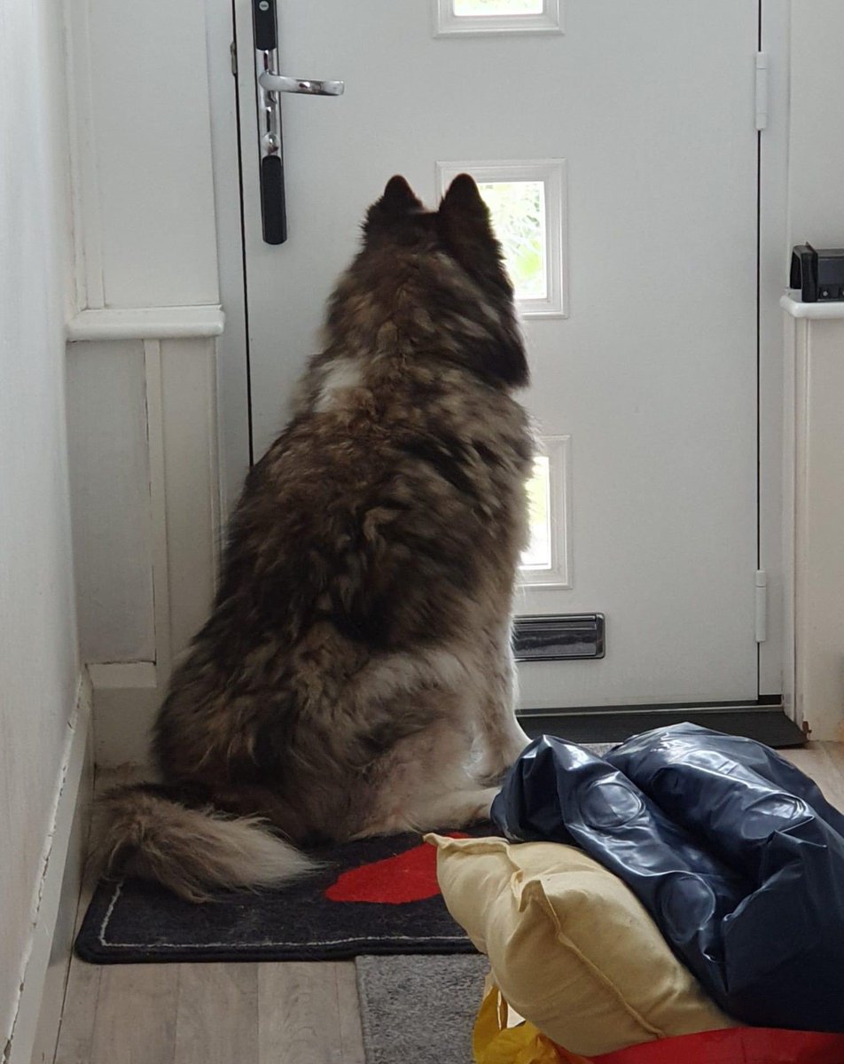himintshorts's tweet photo. Love this pic from a client. Apparently the exact same scene every morning for an hour leading up to my arrival. Big lad loves his walks 🐶❤️ https://t.co/puZcdC2myb