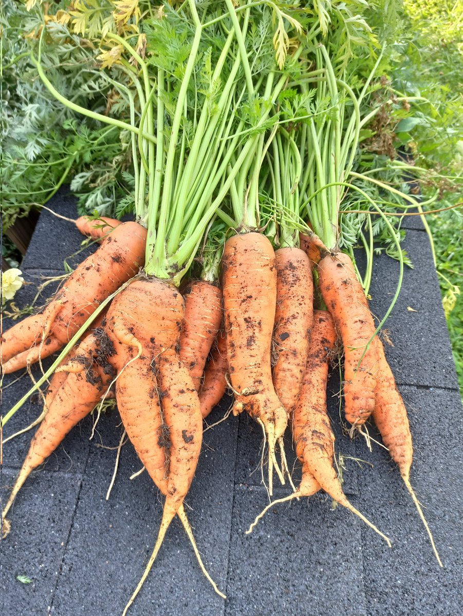 Mama tu mal die Möhrchen
#Garten #Möhre #HelgeSchneider #Schrebergarten