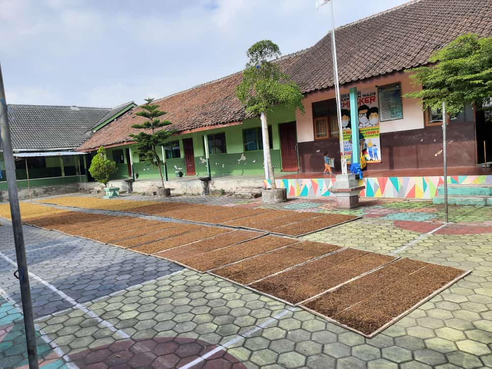 BawonTMG's tweet photo. Mbakon~
Anak anak belum boleh sekolah, buat mepe mbako biar tidak mubadzir lapangane..
@HizbutTembakau https://t.co/v4uUI8llZL