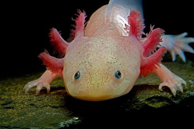 coachjoenel's tweet photo. The original aquatic Axie! The axolotl.. @Jihoz_Axie  @AxieInfinity 

The resemblance is uncanny. https://t.co/clJDjtxAwb