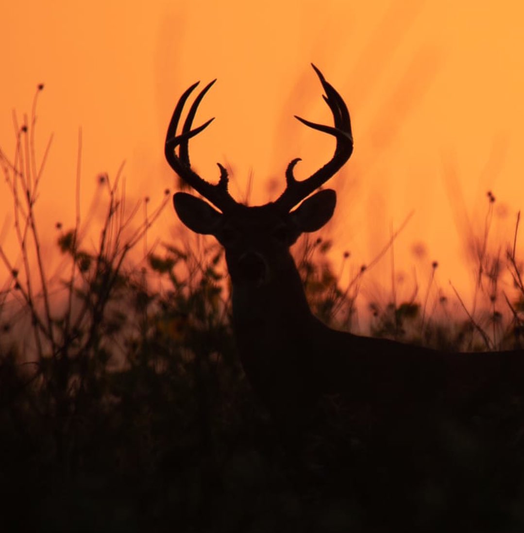 2021-2022 Av Sezonu bugün başladı!
Yangından kurtulan canlar, şimdi bir avcının kör kurşununa hedef olacak.
#AvcılıkCinayettir