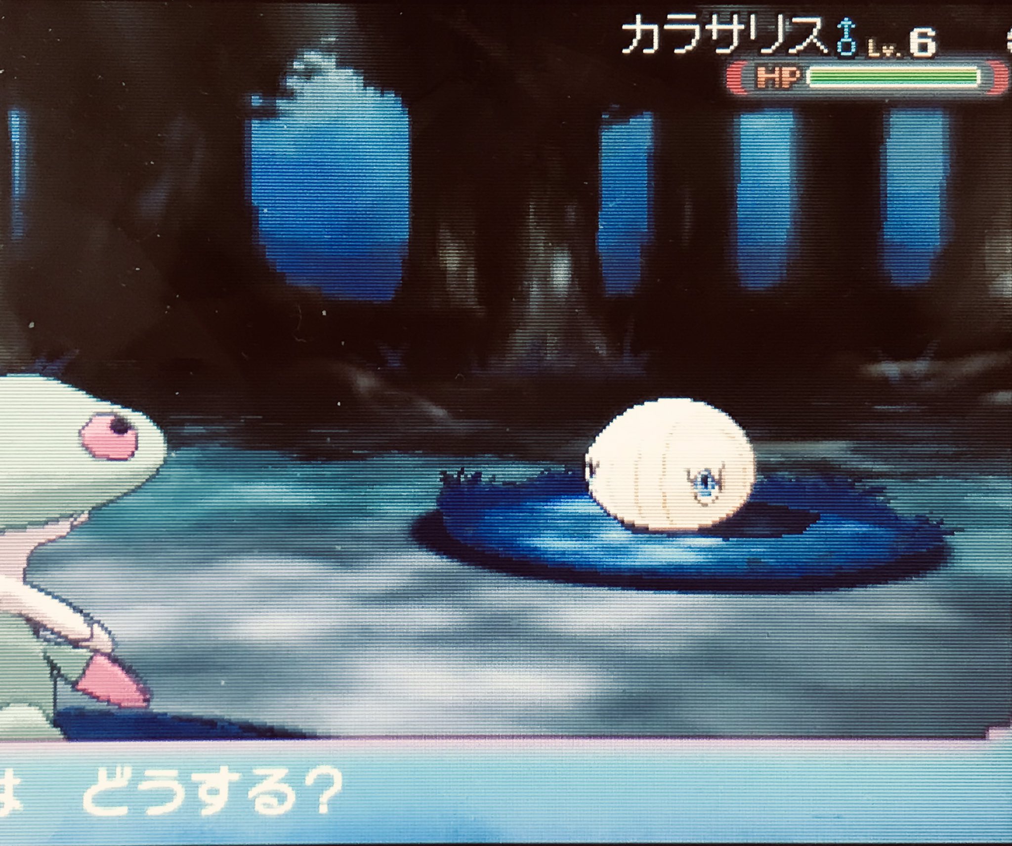 まおう あ ありのまま今 起こった事を話すぜ 俺は マユルド の連鎖をしていてミスったからもう一回やり直そうとしたら カラサリス の色違いが出てきた な 何を言ってるかわからねーと思うが おれも 確率が 何をされたのか わからなかった