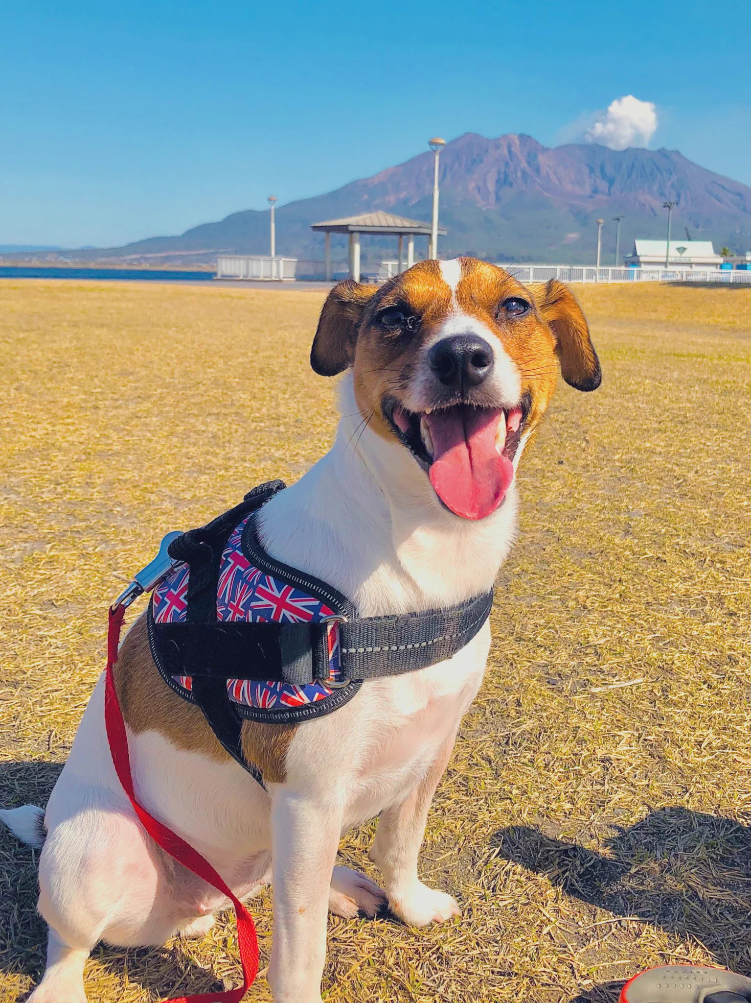 @DoraSakio 愛犬であり推し犬ジャックラッセルテリアが...!!どの子も可愛すぎます‼︎最高です🤤🤤🤤
スムースも最高ですが、ブロークンとラフコートちゃん達も観てみたいですU^ェ^U 