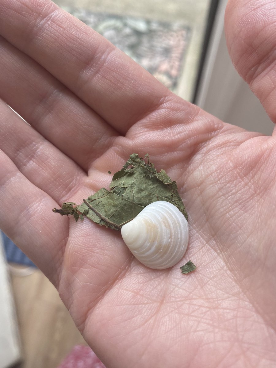 EbbaFlow's tweet image. Sometimes the biggest joy is found in the smallest things. Little treasures 💕