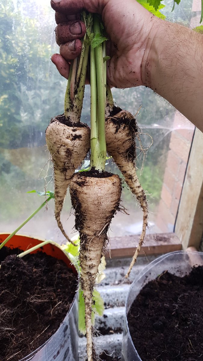 metalman_tim's tweet photo. Works for parsnips too 😀 https://t.co/1C5Ws0zSv7