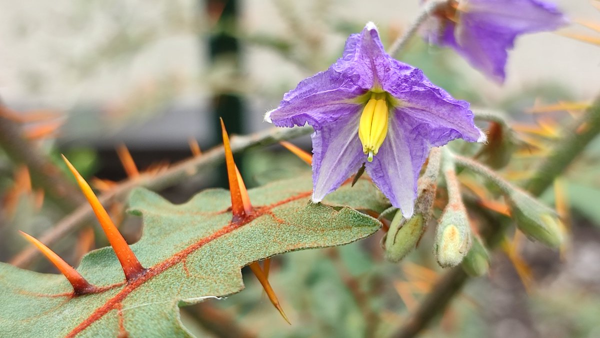 @BoswachterBert tweet media