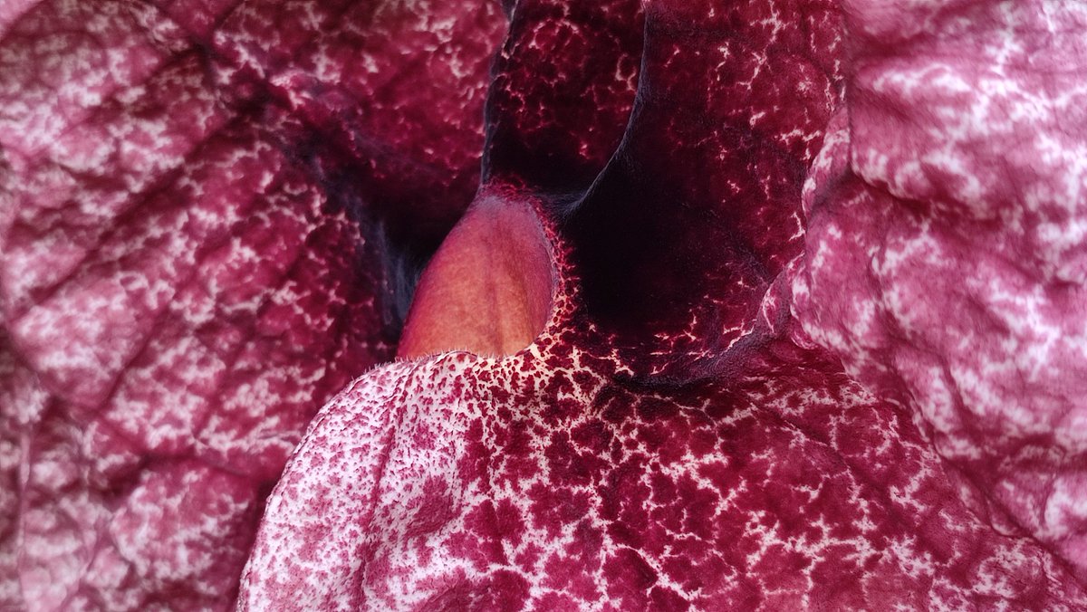 @BoswachterBert tweet media