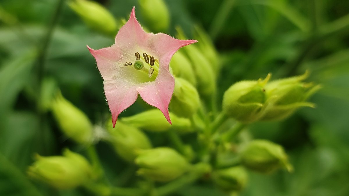 @BoswachterBert tweet media