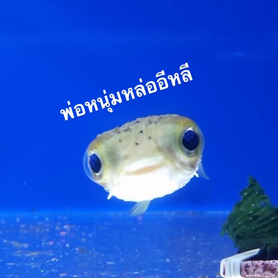 กุว่าปลาในตู้