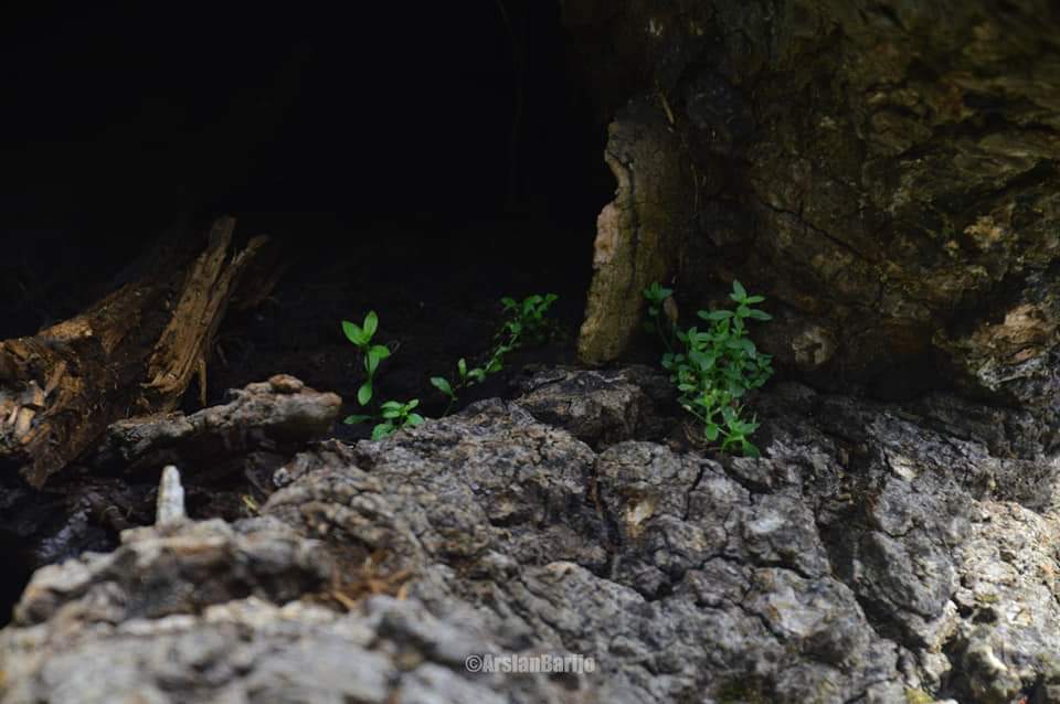 arslanbarijo's tweet photo. Be kind to everything that lives! #naturephotography #Travelphotogaphy #thandiani_top #Abbottabad #Kpk #Pakistan #PakistanZindabad #PakistanIs #Explorationdreams #Photoblogger #beautifuldestinations #discoverpakistan #travelbeautifulpakistan #Pakistanisflying https://t.co/UuBpIzxqgI