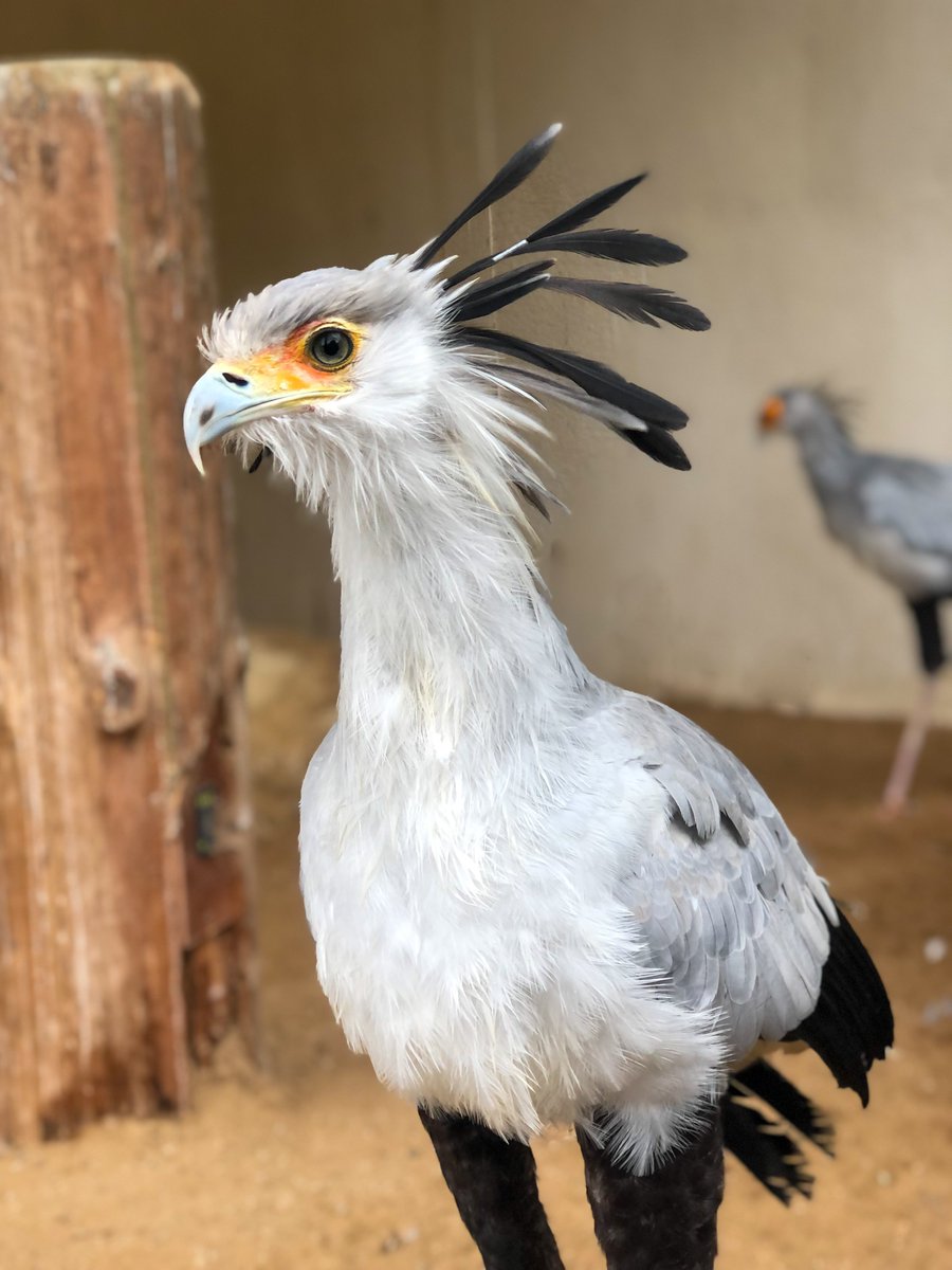 🌈 Our secretary birds are here to brighten a slightly grey day!