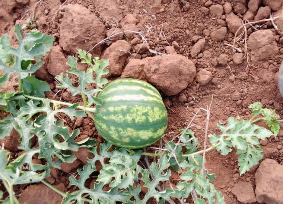 ChiredziScr's tweet photo. 1/2 Post winter season, watermelon harvest in Chiredzi North. It's about 60km to  get to Chiredzi town where there is a better market. However the sphere of influence extends to as far as Masvingo town and Harare for products such as beans. Unfortunately there area is not easily https://t.co/9uuYMIdk8I