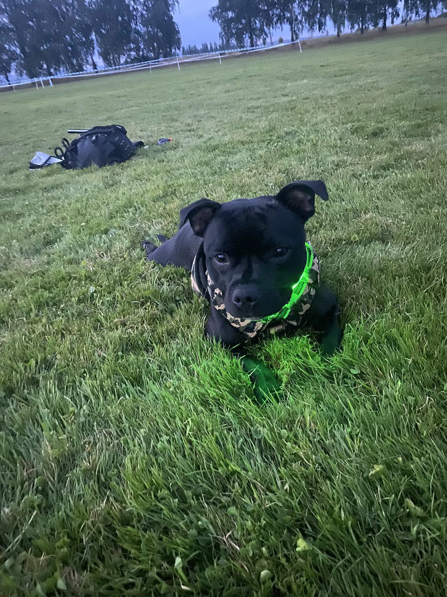 HelenaSochr's tweet photo. Lásková závody🖤🐾
🥇
🥈
#pasak https://t.co/uFmOND36HN