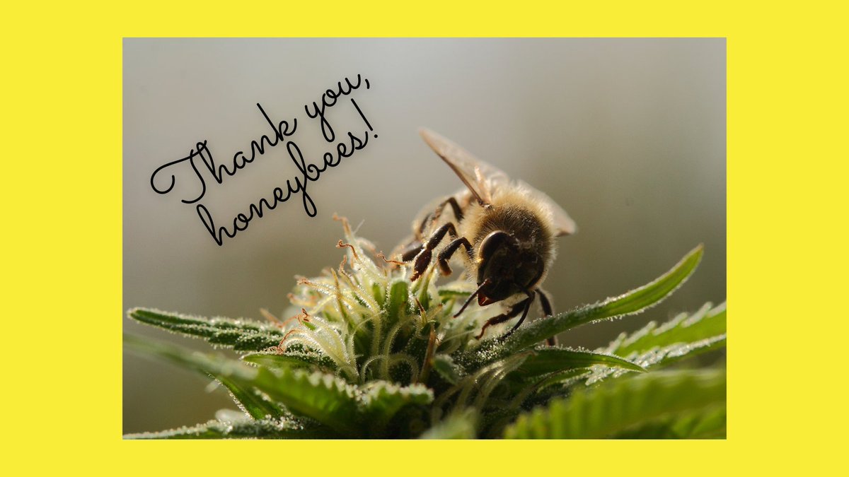Arkansas_MMJ's tweet photo. Today is National Honeybee Day! Besides the obvious, what's your favorite pollinator-supporting plant? 🐝

#ARMMJCard #MMJinAR #SaveTheBees https://t.co/9uSMQqdHGc