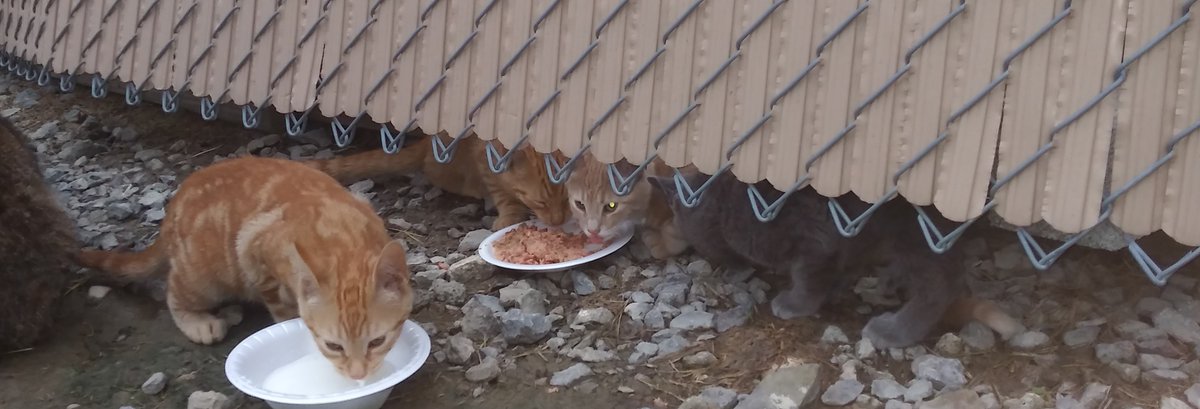 PYSOPodcast1's tweet photo. #Caturday Here's some pics of the cute kitties we get to feed and play with daily! #CuteCats #CatsOfTwitter #PYSO #podcast 🐱 https://t.co/wLOfNDQDsR