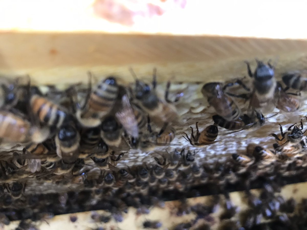 NYPD Bees tweet media