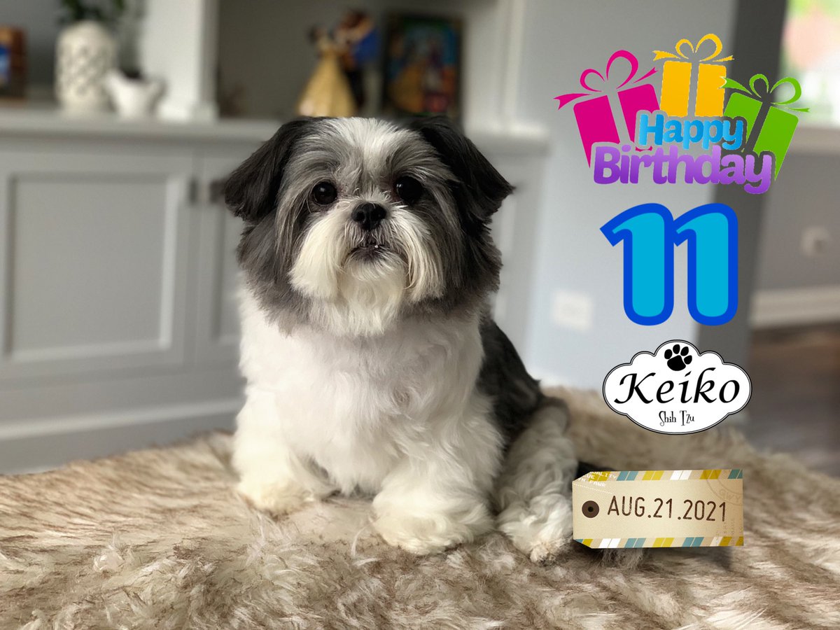 KeikoShihTzu's tweet photo. Happy 11th Birthday Keiko. https://t.co/omOXBFQr9v