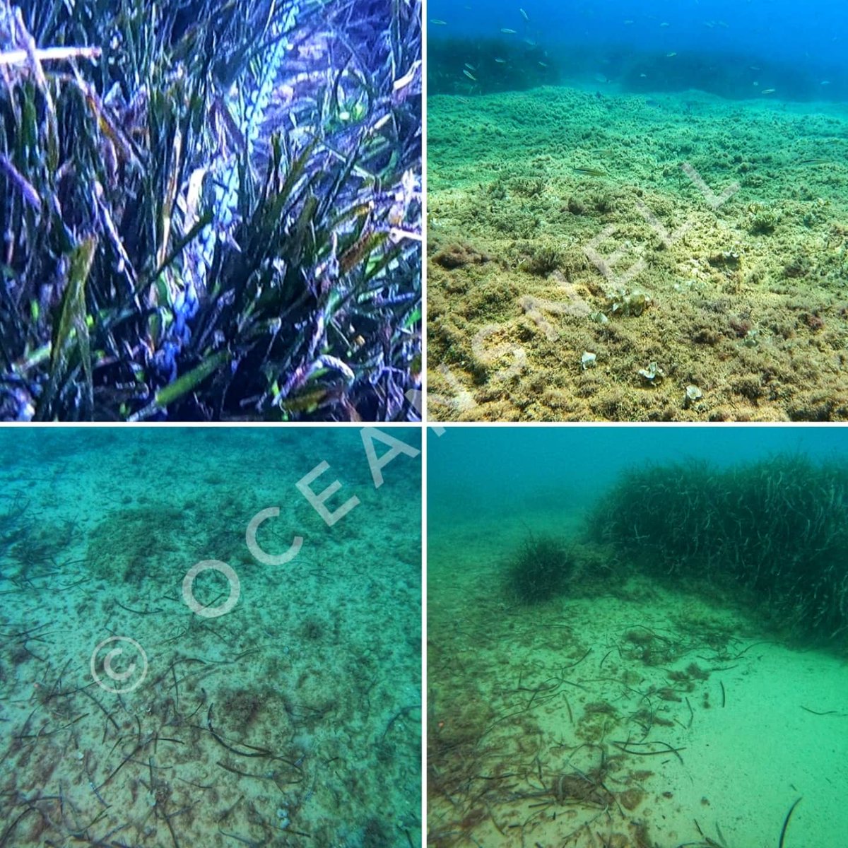 Impacto directo del.fondeo.sobre praderas de Posidonia oceanica. La triste realidad de todos los años en época estival. #posidonia #anchorimpact #mediterraneanseagrasses