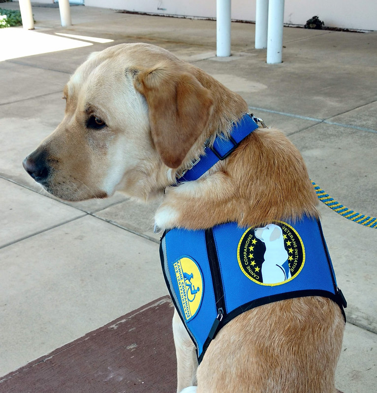 CanineDayton's tweet photo. This is Vitani, one of the first @canineorg  dog to be placed through our Veterans' Initiative. Vitani was raised by Chapter President Donna and her husband Don. https://t.co/a5wZ3WB6YU