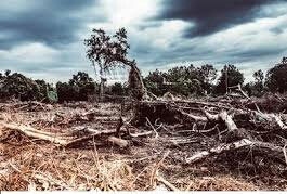 PGwandure's tweet photo. Our environment is continuing to face several problems, bringing us into a time of a true environmental crisis. It is  increasingly important to raise awareness of the existence of these issues, as well as what can be done to reduce their negative impact!!!.#EnvironmentalJustice https://t.co/8URmZfdHze