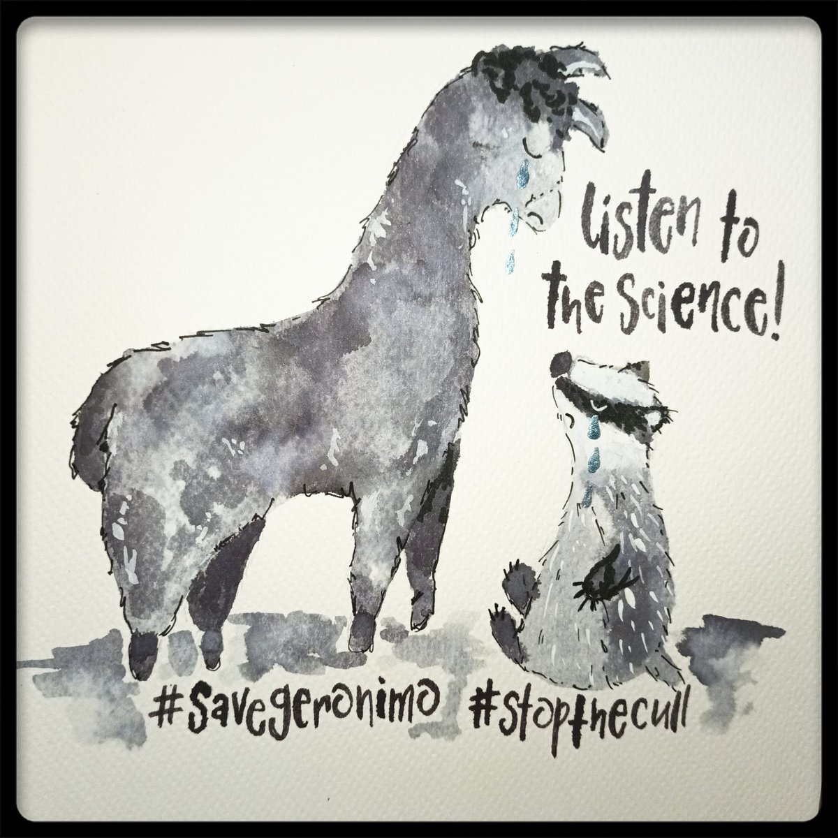 For the sake of the many innocent animals caught up in all this, we need evidence based science and policies to change. #savegeronimo #geronimothealpaca #stopthecull #badgercull @alpacapower @cliveswinsco @domdyer70 @