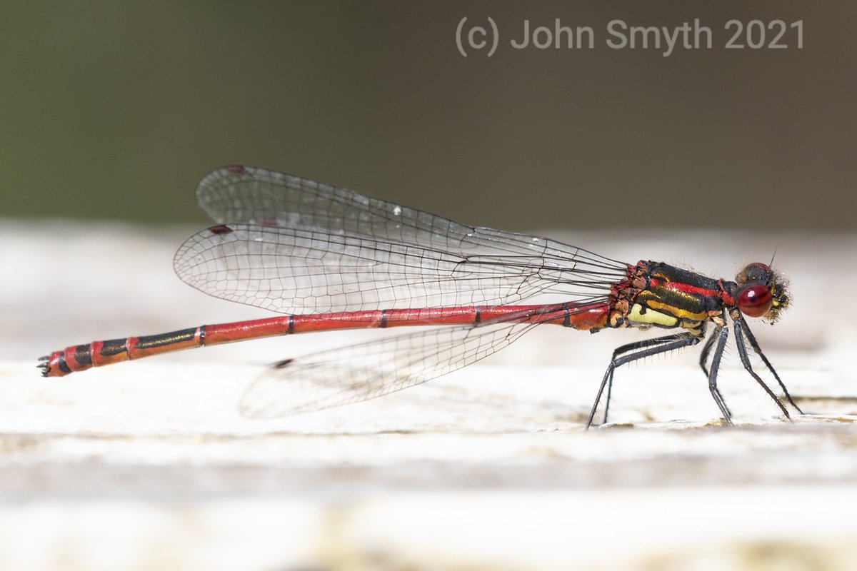 Large Red Damselfly - johnsmyth.ie/wordpress/larg…
#Insect #Largereddamselfly #LoughCorrib