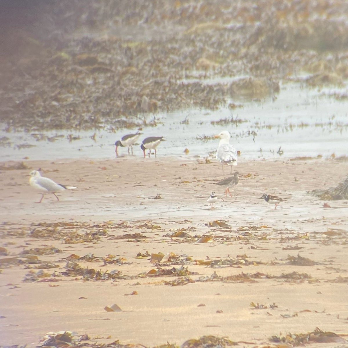 Dodgy snap through the bins, but loving the range of species in just this one spot on the beach! #birds #waders #northberwick #birding #getbirding