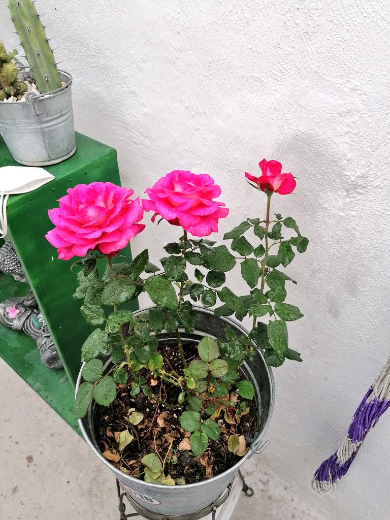 sahila01's tweet photo. Muchas se me murieron en el camino, pero hoy he logrado hacer que florezcan dos veces... 🌹 https://t.co/btJ8aCt9QT