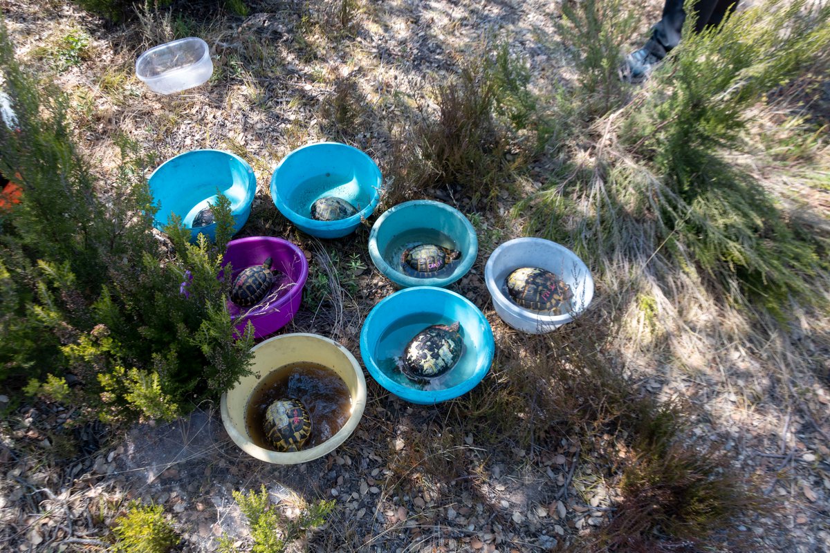 AssoSPECE's tweet photo. Retour sur le sauvetage en cours de la #biodiversité dans la @plainedesmaures avec @soptomcrcc, le CEN PACA, @OFBiodiversite 

https://t.co/dKl2sRGSbm

#tortue #incendies #incendiesvar #nature #sauvetage #environnement #association #animaux https://t.co/H54LDpVI2m