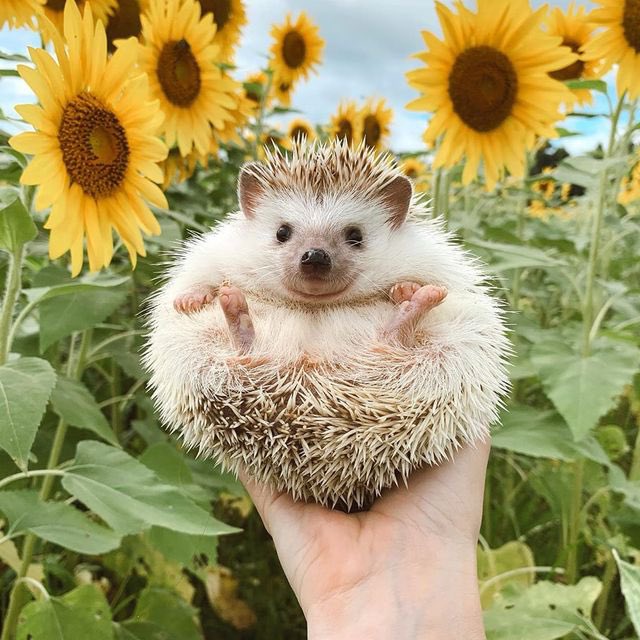VelvetIsCake's tweet image. if ur having a stressful day

this hedgehog is for u ❤️