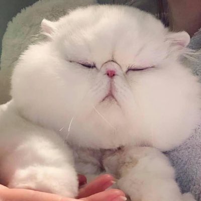 FatChomky's tweet photo. #ẢnhHồsơMới https://t.co/E36T9CHgu8