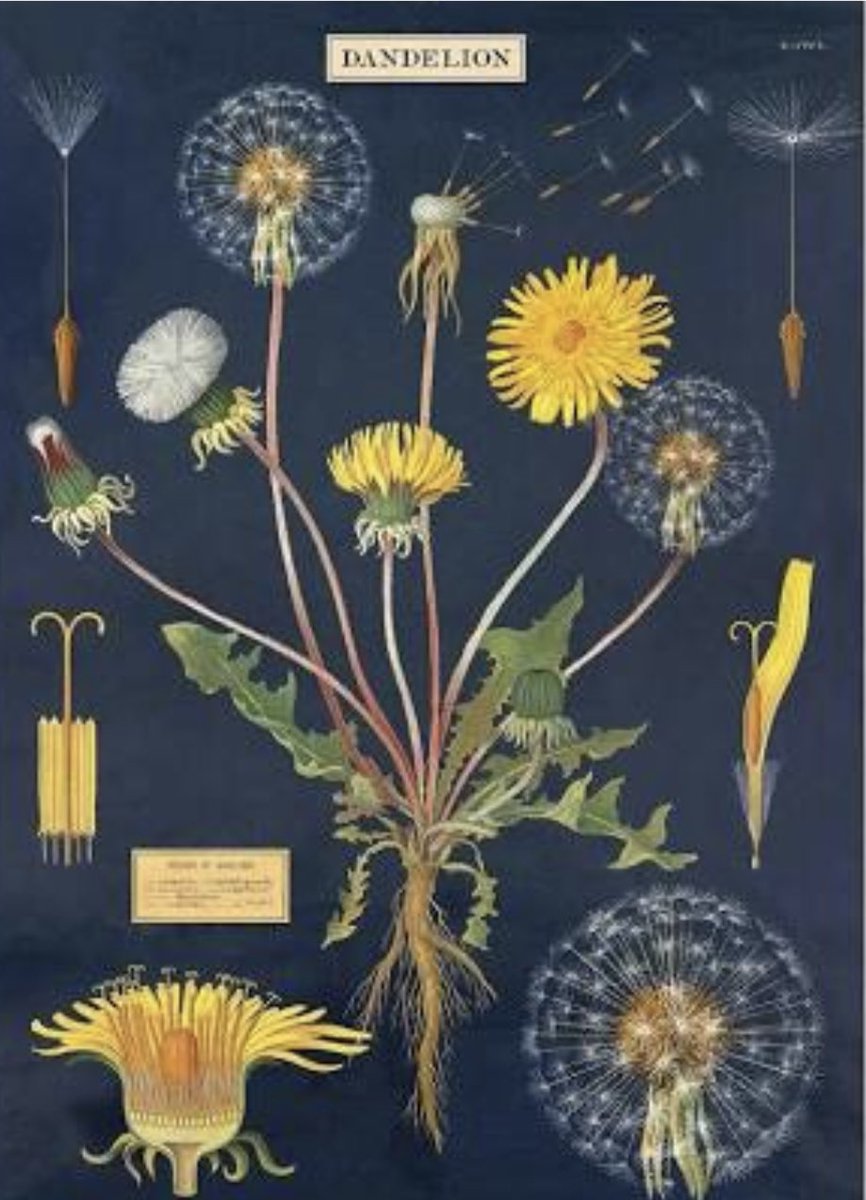 CosmicSoulPoet's tweet photo. “Weeds” is the label given to most of our Healing Plants.😉 https://t.co/9YJSlVZcqE