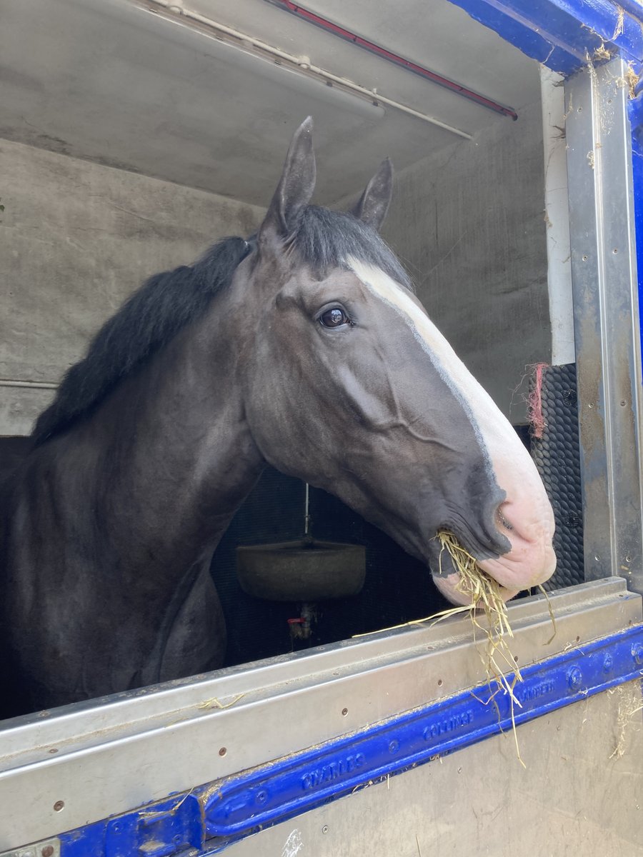 Many of you have been asking about Laddy. We can report that he has transferred to the Met to become a school horse, teaching new recruits! He was finding life on the beat a little stressful, this is a perfect job for him and the Met love him as much as we do! #horsesforcourses